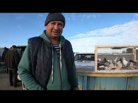 Видео: HD Ярмарка распродажа голубей г. Костанай 15 октября 2023года.