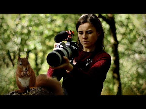 Видео: Возвращение валлийской рыжей белки: история сохранения вида