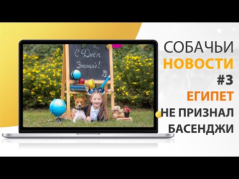 Видео: Жизнь - боль или как проходит четвертый год с Басенджи