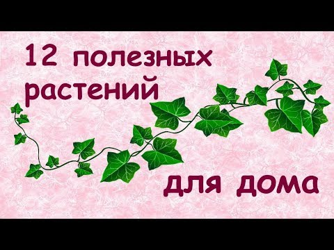 Видео: Полезные растения для дома 🌿// ТОП 12