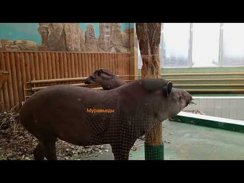 Видео: В Новосибирском зоопарке.