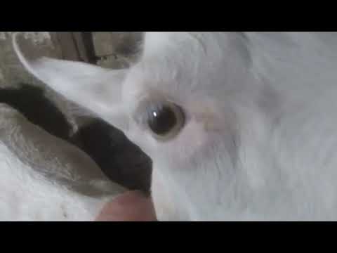 Видео: Коза Зефирка пришла в охоту. 2 серия.