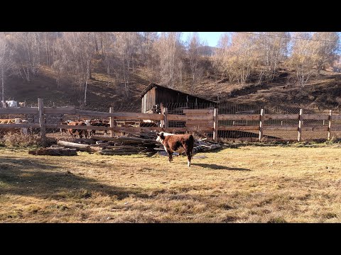 Видео: Почем ₽ купил бычков с Алтая.