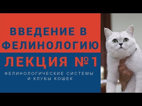Видео: Введение в фелинологию - Лекция №1 Фелинологические системы и клубы кошек