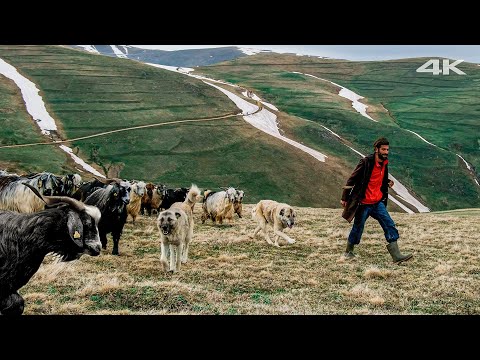 Видео: Хайлендские козы и старые овчарки | Документальный фильм ▫️4K▫️
