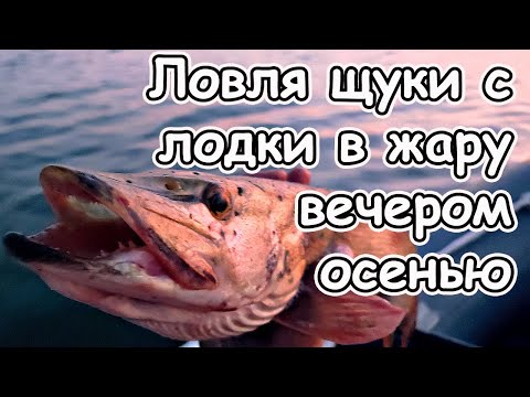 Видео: Ловля щуки на джиг с лодки в жару осенью