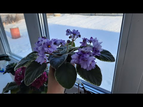 Видео: ЧТО НЕЛЬЗЯ ДЕЛАТЬ ЗИМОЙ С ФИАЛКАМИ