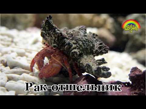 Видео: Развивающие видео для детей. Морские животные. Слушаем звуки.