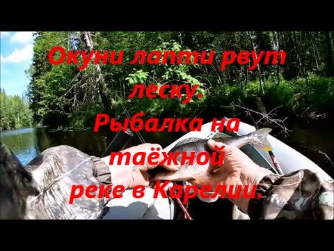 Видео: Окуни лапти рвут леску Рыбалка на таёжной реке в Карелии