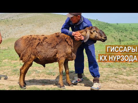 Видео: 2500 овец Гиссарской породы. Гиссарские бараны. Кочкары. КХ Нурзада. Казахстан