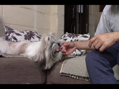 Видео: Как отучить щенка кусаться? (бегает за ногами, кусает руки) | Воспитание ши тцу