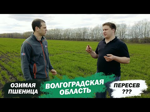Видео: Озимая пшеница в Волгоградской области!