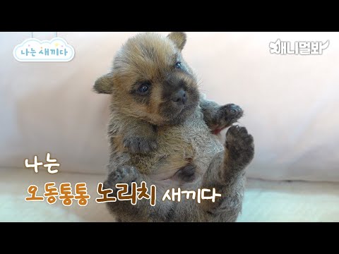 Видео: Я щенок Норвоча, мне 20 дней [Я малыш 92-го класса]