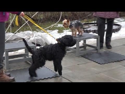 Видео: Миттельшнауцер и йорк- домашний конфликт