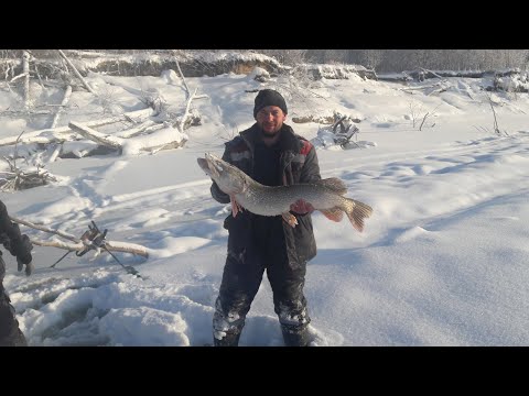Видео: ЗИМНЯЯ РЫБАЛКА НА ЖЕРЛИЦЫ 01 01 2020 НА ИРТЫШЕ СУДАК ЩУКА НАЛИМ.