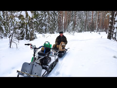 Видео: Русская гончая Побудка (Стрелка) (1 год 10 месяцев). Охота на зайца беляка по глубокому снегу
