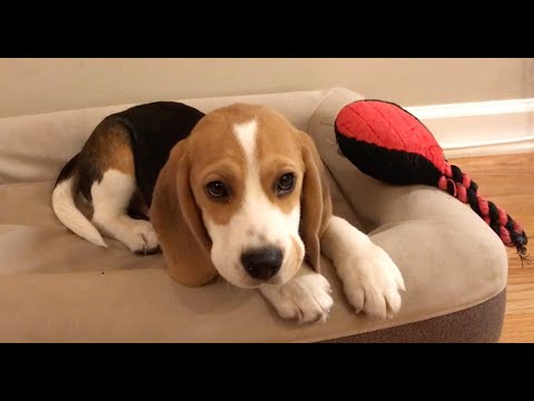 Видео: Милый щенок бигля от 5 месяцев до 5 лет