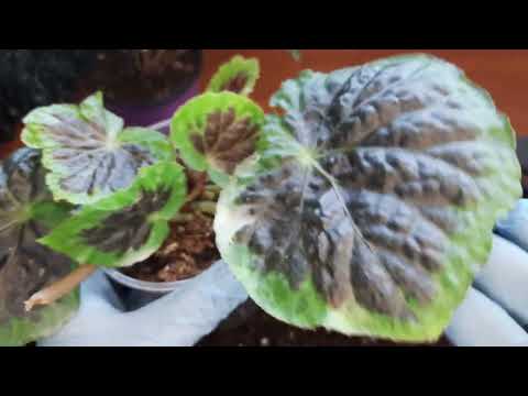 Видео: Пересадочка