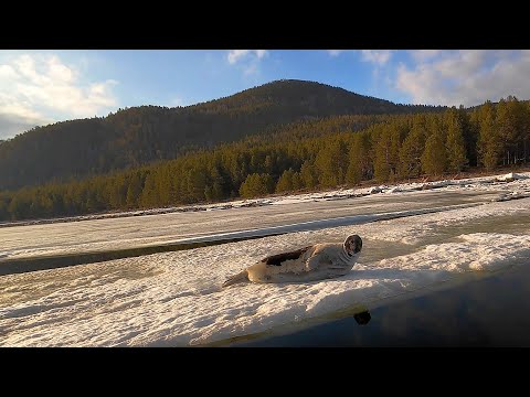 Видео: Тюлень на лабиринте Белое море