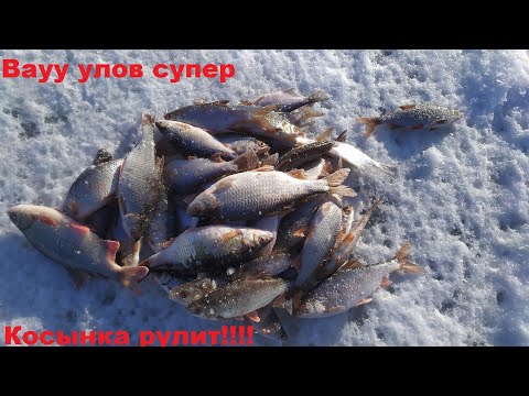 Видео: Ловля плотвы на косынку зимой!!!!!