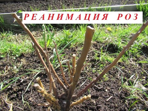 Видео: Розы спасаю водкой. Один из способов реанимировать розы после зимы.