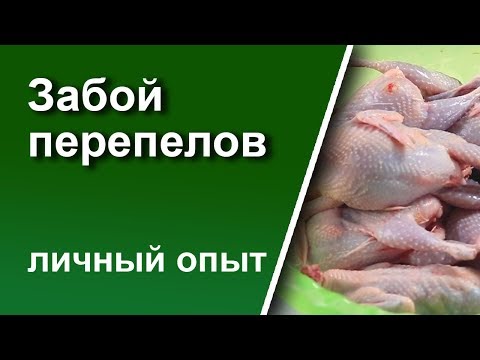 Видео: Забой перепелов, личный опыт.