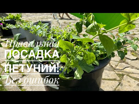 Видео: 16 мая 2025 г. Сажаю петунии только так ! Все секреты ! Новый эксперимент!