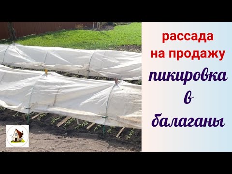 Видео: 9. Пикировка томатов в балаганы. Рассада на продажу 2024.