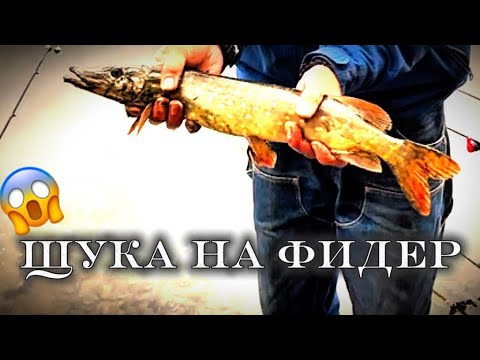 Видео: Фидер | Осень. Лещ (Бонус-ЩУКА)🔥