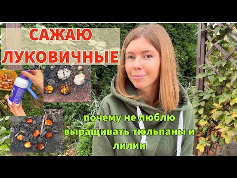 Видео: ОСЕННЯЯ ПОСАДКА ТЮЛЬПАНОВ И ЛИЛИЙ. Почему постепенно отказываюсь от них. Какое удобрение использую