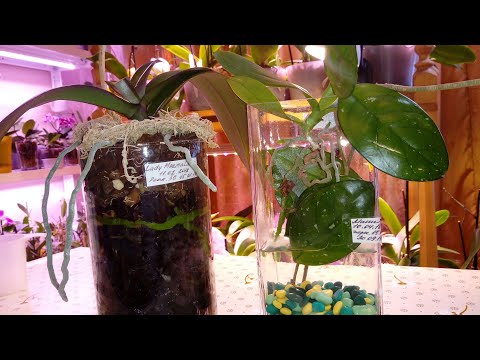 Видео: Успешная Реанимация Орхидеи в Закрытой системе | Пересадка | Phal. African Sunset
