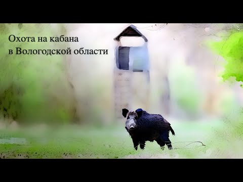 Видео: Охота на кабана в Вологодской области