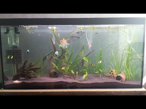 Видео: Обновление аквариума, 300 литров.