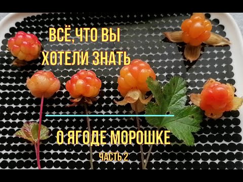 Видео: Татьяна. Для сбора морошки нужны хорошие ножки)) Морошковый лес Финляндии ч.2