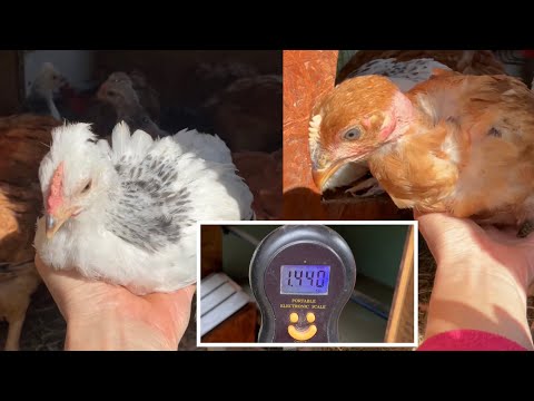 Видео: Порода кур которая растет быстрее всех Собираю урожай Яиц Помидоров Перцев Винограда