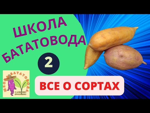 Видео: ШБ 2  Все о сортах батата  Сорта батата, как выбрать