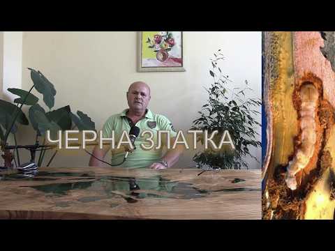 Видео: ЧЕРНА ЗЛАТКА / Вредител, който унищожава дърветата! Химични и биологични средства за борба, с нея.