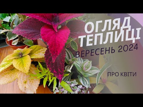 Видео: Пеларгонія, колеуси, хризантема та інші рослини. Наявність на 17 вересня 2024 р.