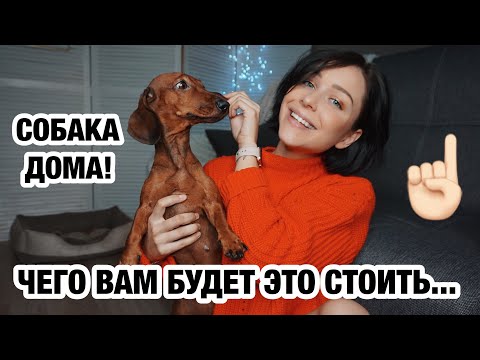Видео: ЧТО ВАЖНО ЗНАТЬ, ПРЕЖДЕ ЧЕМ ЗАВОДИТЬ СОБАКУ 🤯