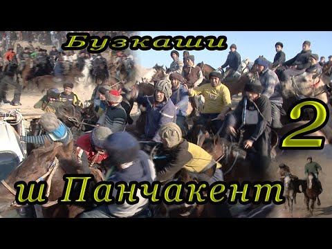 Видео: Говкаши дар ш Панчакент кисми 2