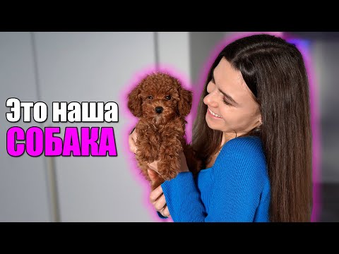 Видео: МЫ КУПИЛИ СОБАКУ