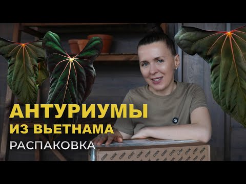 Видео: Новые АНТУРИУМЫ в моей коллекции/ РАСПАКОВКА посылки с растениями из Вьетнама.