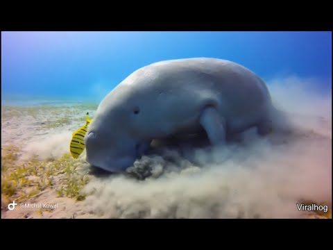 Видео: ТОП ВИДЕО из Daily Dose of Internet