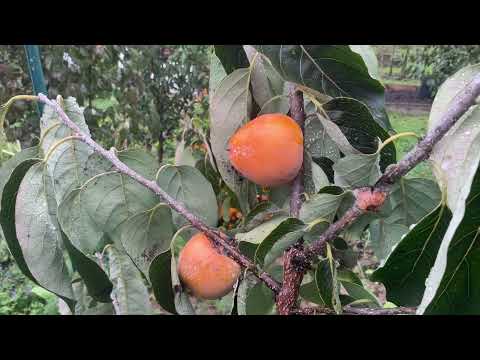 Видео: Октябрь. Поспела хурма сорт Прок. October. Persimmon Prok