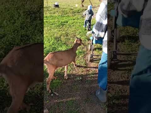 Видео: Ничего особенного, просто один день деревенской жизни🤗
