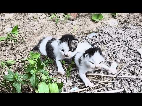 Видео: Два котёнка плакали в кустах, звали мать, но моя собака решила их усыновить.