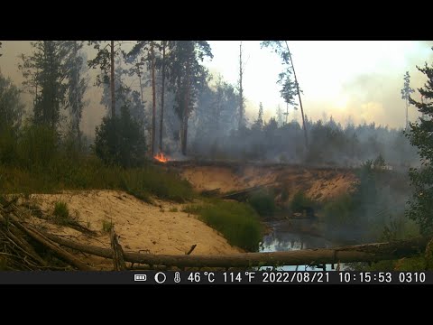 Видео: Лесной пожар попал в кадр🔥. РЫСЬ у реки. ЛОСИ и зимние пейзажи. ФОТОЛОВУШКИ - окончание 2-ого сезона