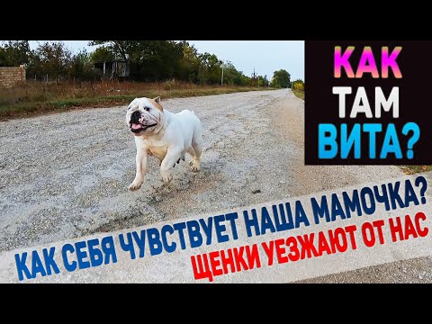 Видео: Английский Бульдог спустя две недели после родов десяти щенков. Как настроение у Виты?