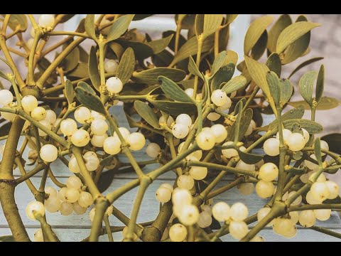 Видео: Омела - спасение сосудов и нервной системы/Омела на деревьях/Применение омелы