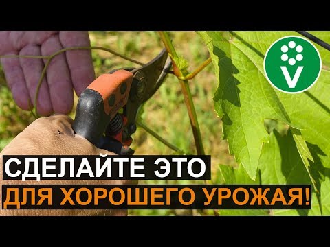 Видео: Как ухаживать за виноградом летом? Пасынкование винограда